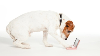 Illustration for article titled Nintendo's Official Spokesdog Is The Cutest Thing Ever